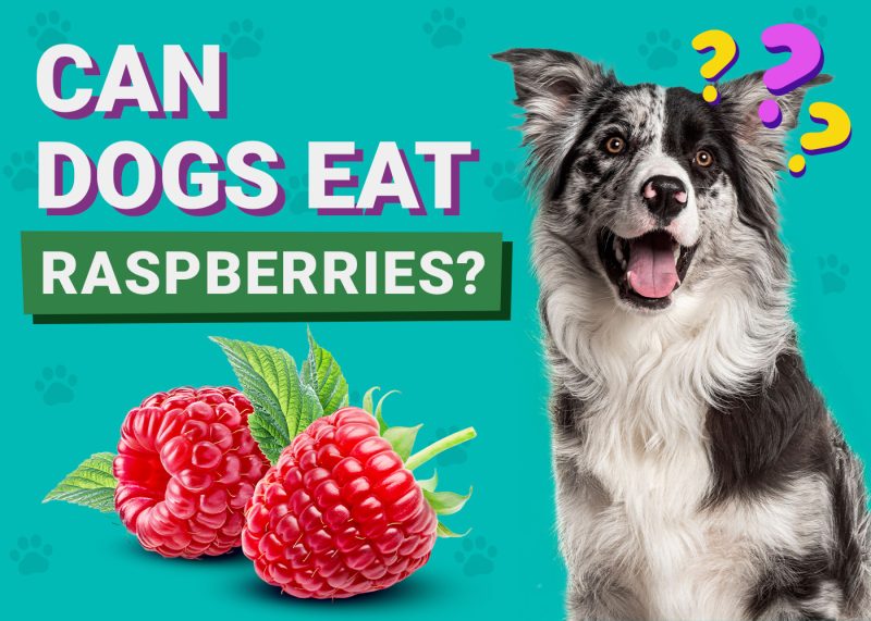 Can Dogs Eat_Raspberries