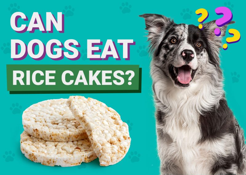 Can Dogs Eat_Rice Cakes