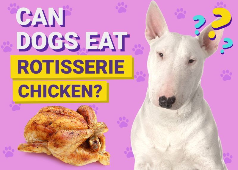 Can Dogs Eat_Rotisserie Chicken