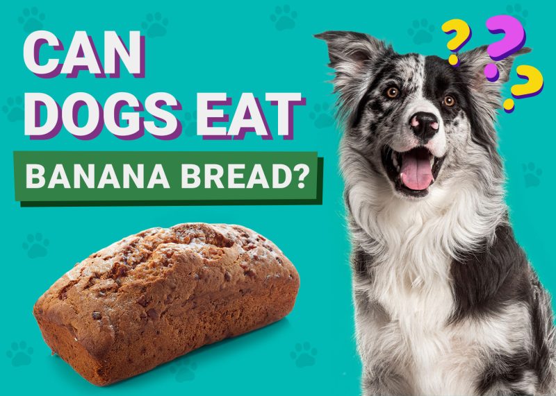Can Dogs Eat_banana bread