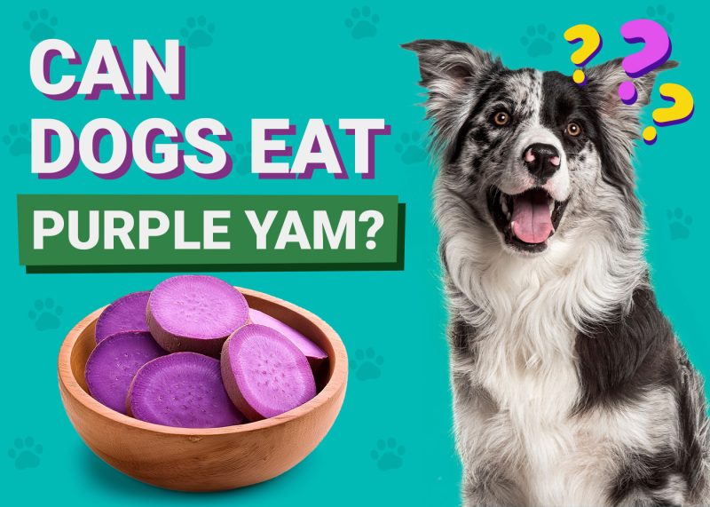Can Dogs Eat_purple yam