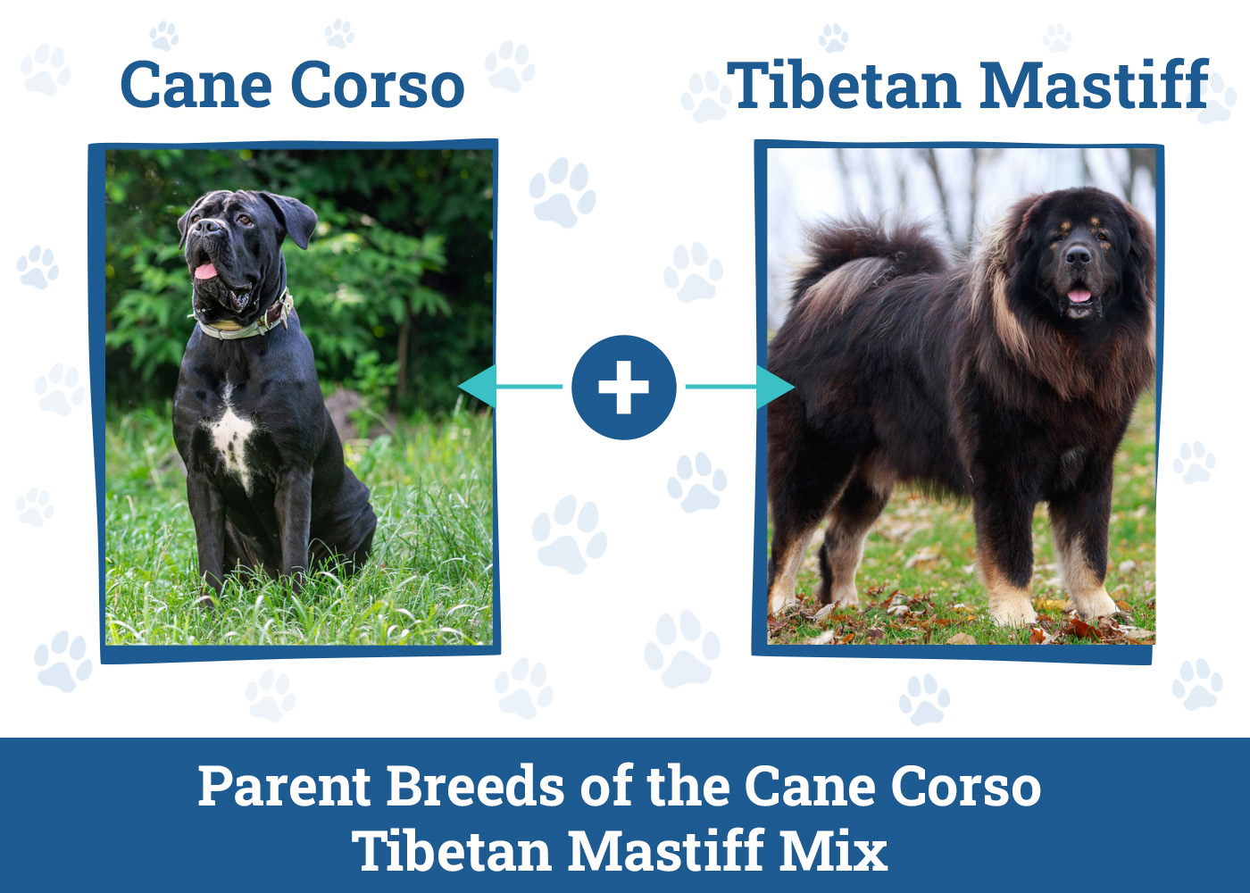 Cane Corso Tibetan Mastiff Mix