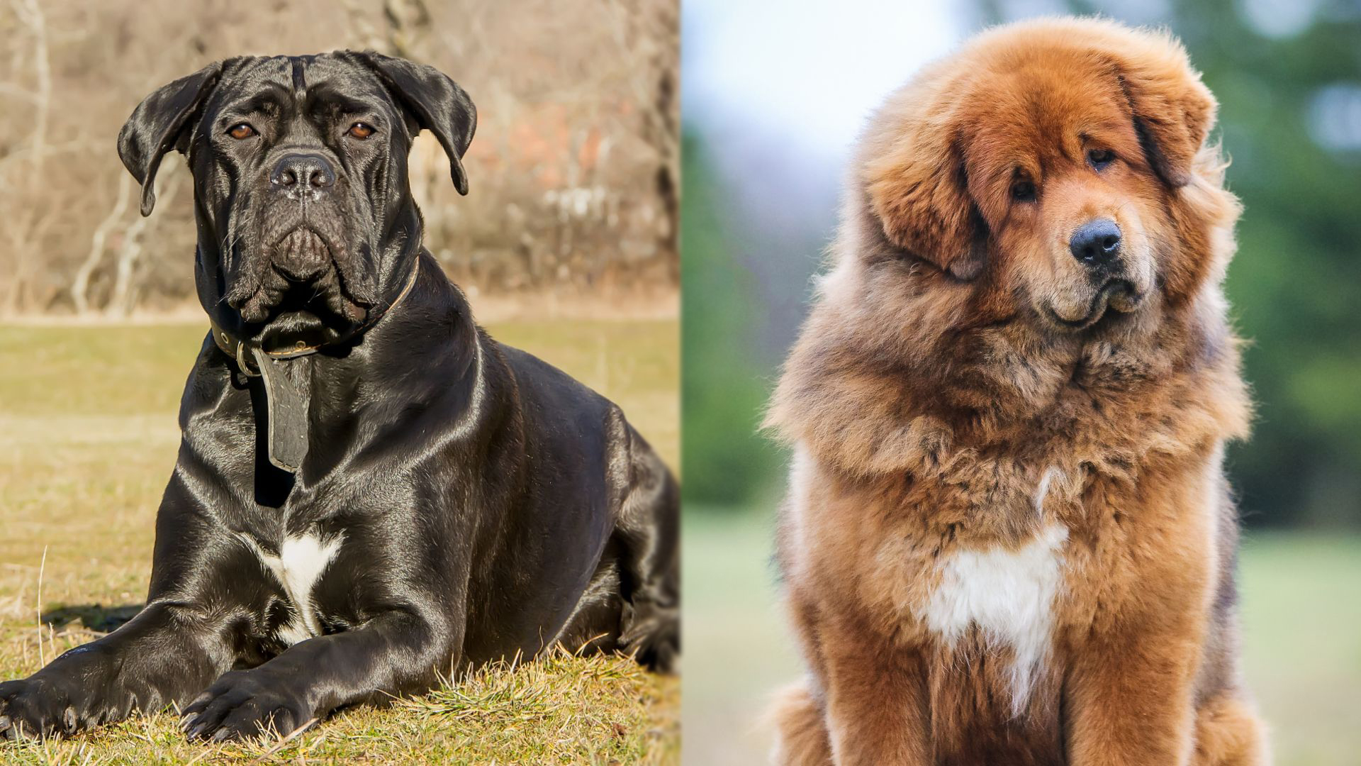 Cane Corso Tibetan Mastiff Mix Info, Pictures, Care & More Dogster