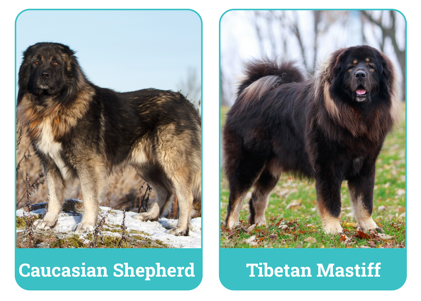 Caucasian Shepherd vs Tibetan Mastiff
