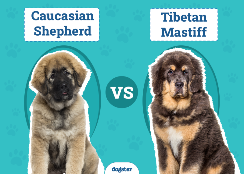 Caucasian Shepherd vs Tibetan Mastiff
