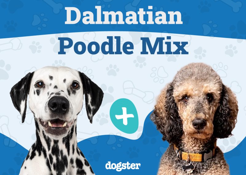 Dalmadoodle - Dalmatian Poodle Mix