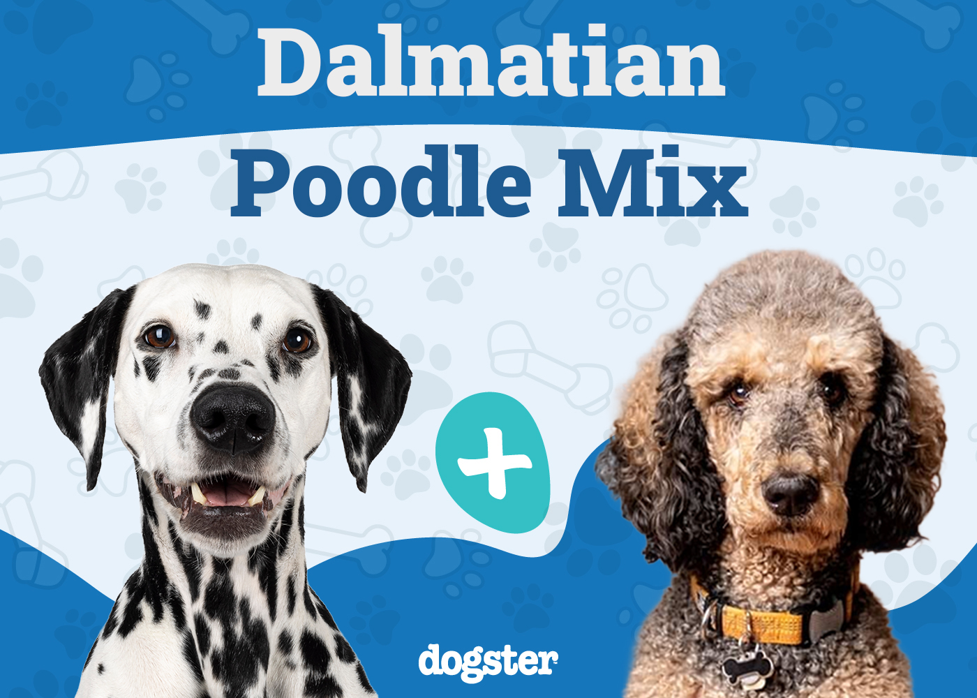 Dalmadoodle - Dalmatian Poodle Mix