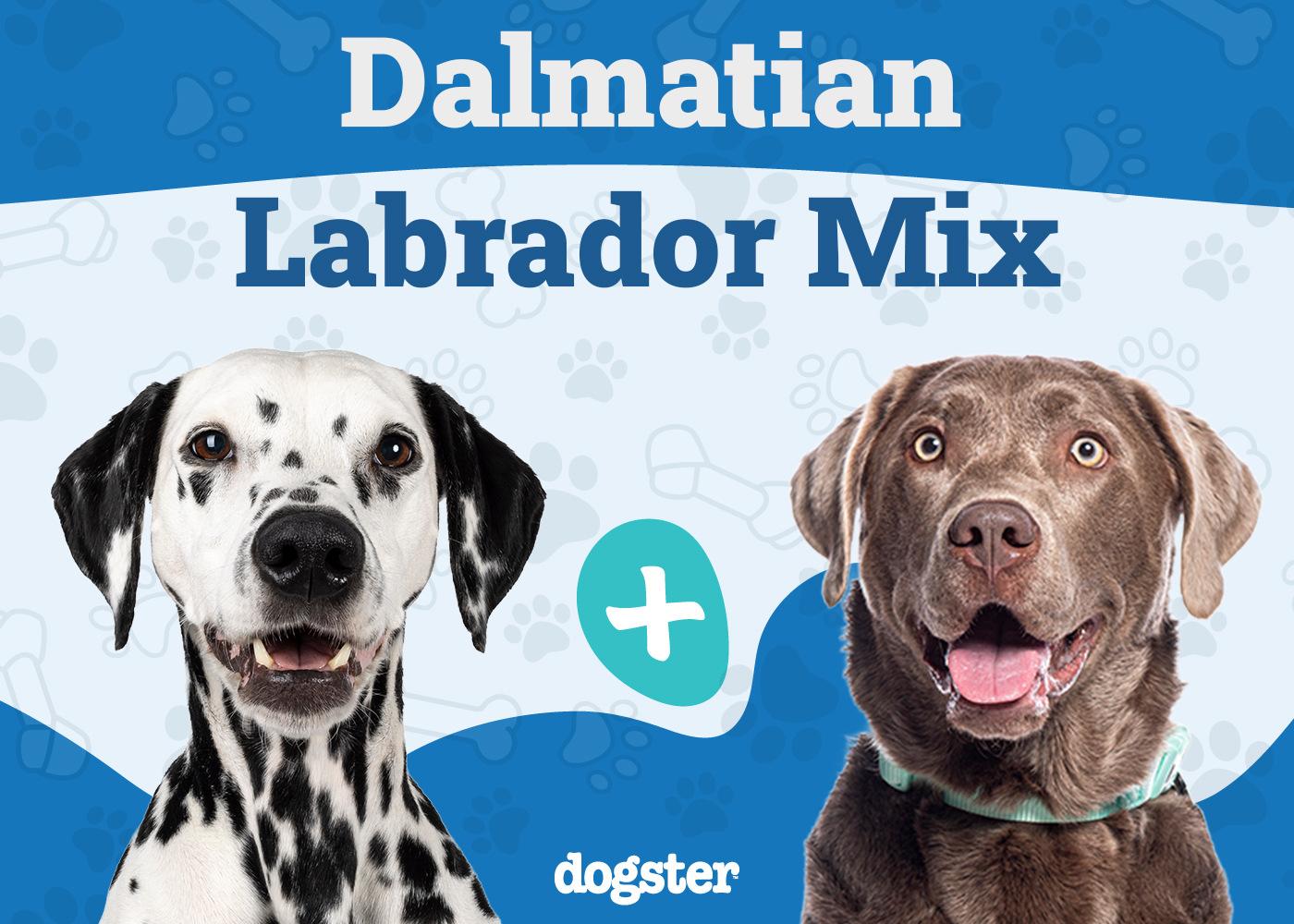 Dalmador - Dalmatian Labrador Mix