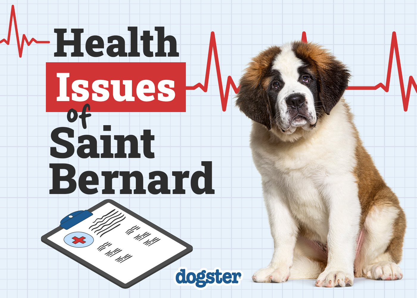 Dogster_Health Problems of Saint Bernard