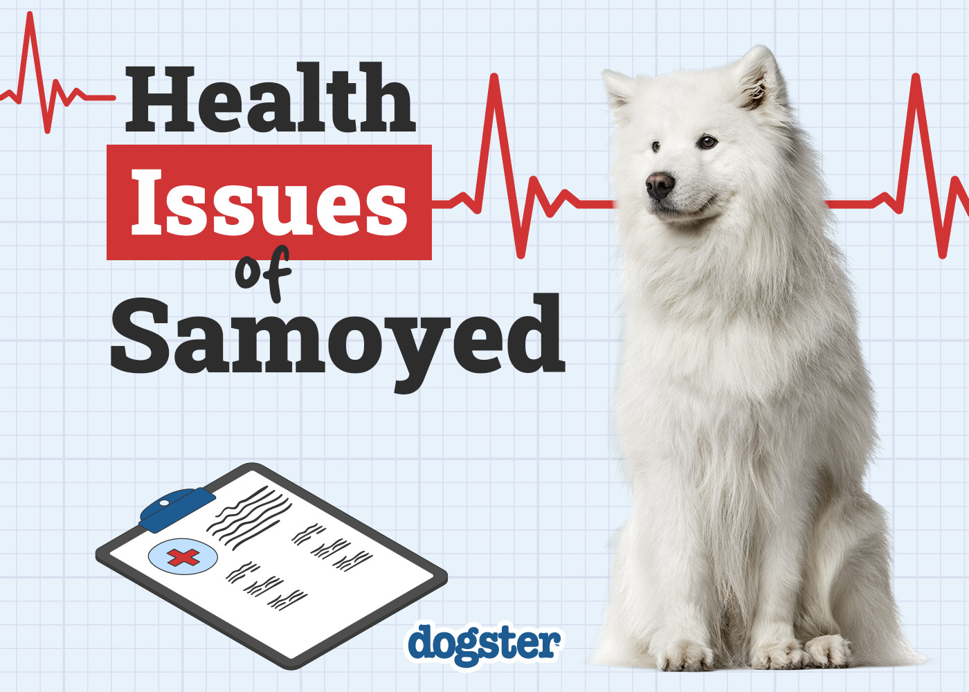 Dogster_Health Problems of Samoyed