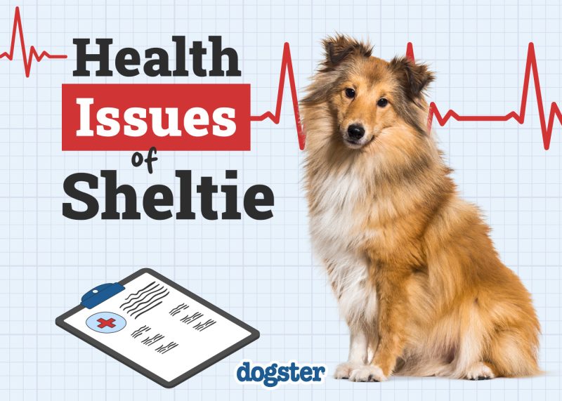 Dogster_Health Problems of Sheltie
