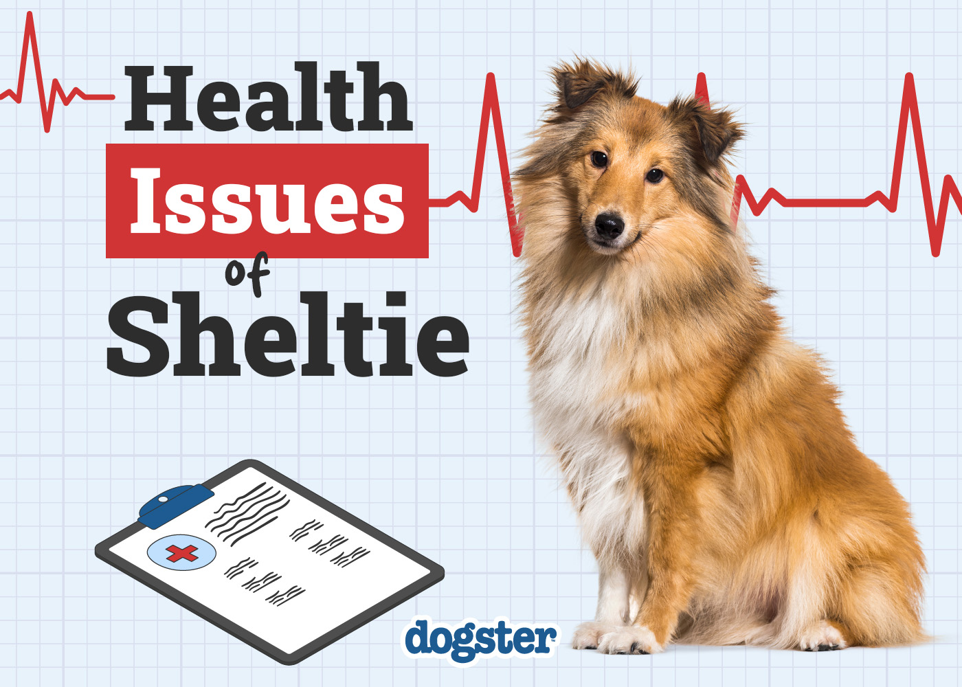 Dogster_Health Problems of Sheltie