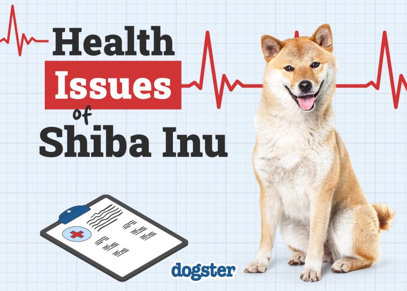 Dogster_Health Problems of Shiba Inu