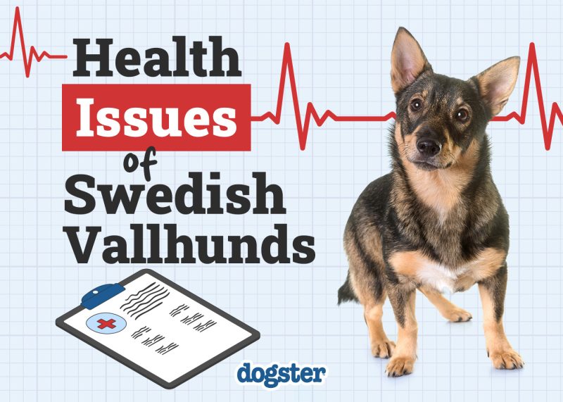 Dogster_Health Problems of Swedish Vallhunds