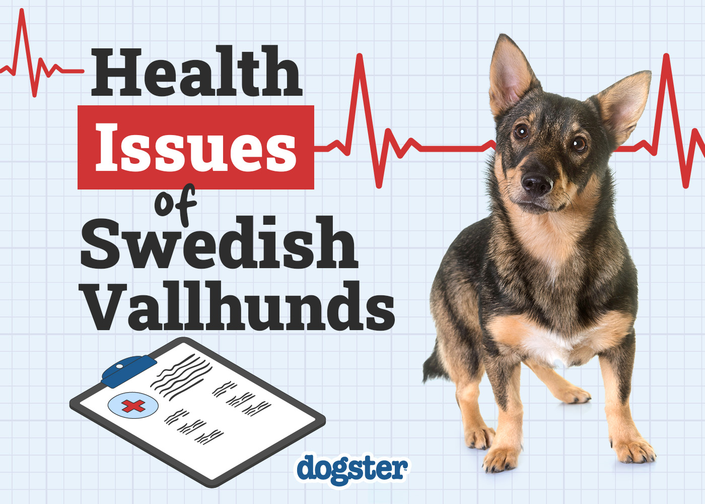 Dogster_Health Problems of Swedish Vallhunds