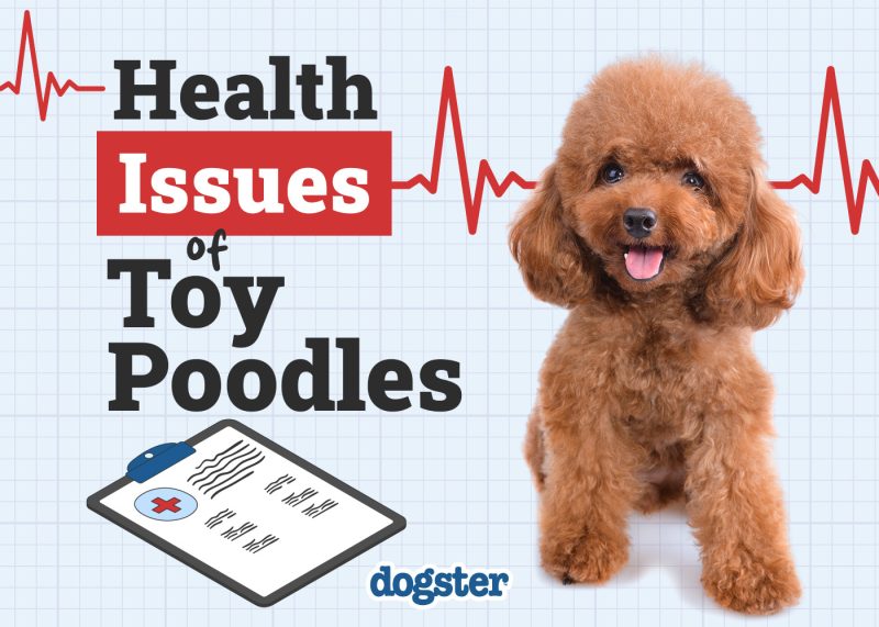 Dogster_Health Problems of Toy Poodles