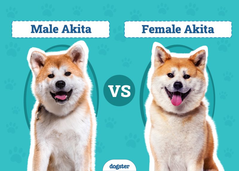 Male vs Female Akita