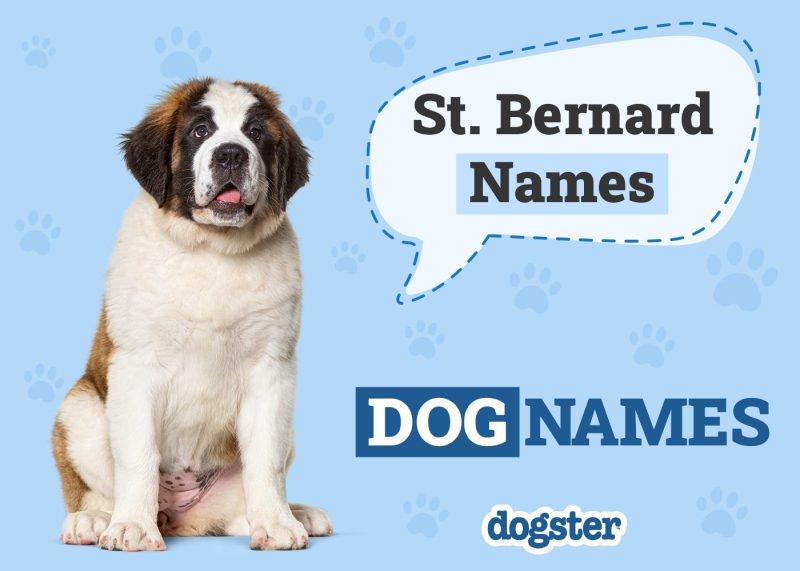 Dogster_Saint Bernard Names