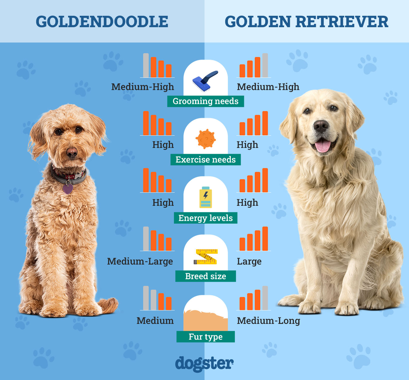 Dogster_Side by Side Comparison_ Goldendoodle vs Golden Retriever