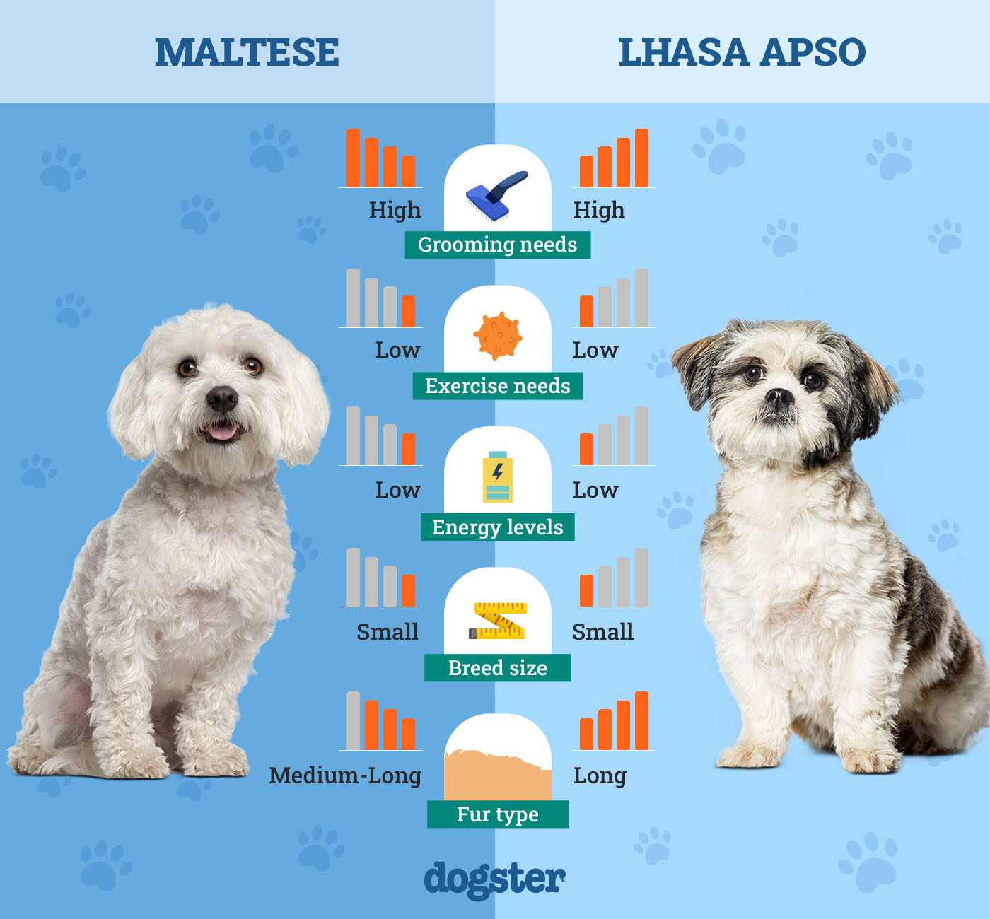Dogster_Side by Side Comparison_ Maltese vs Lhasa Apso