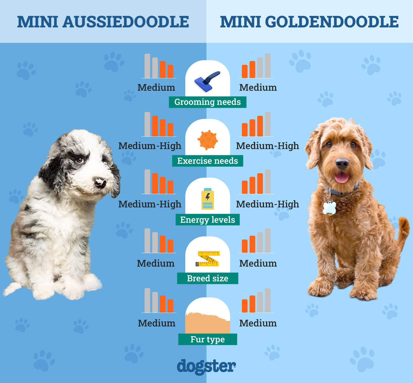 Dogster_Side by Side Comparison_ Mini Aussiedoodle vs Mini Goldendoodle