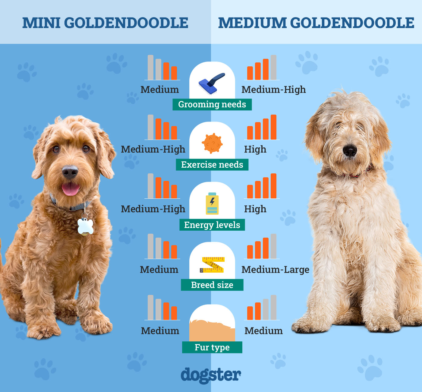 Dogster_Side by Side Comparison_ Mini Goldendoodle vs Medium Goldendoodle