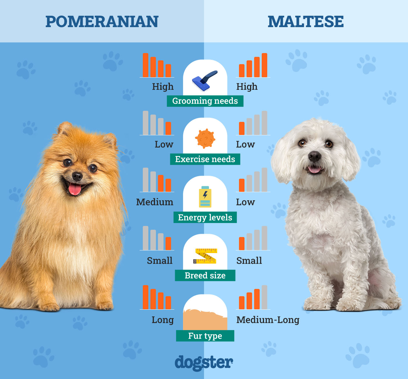 Dogster_Side by Side Comparison_ Pomeranian vs Maltese