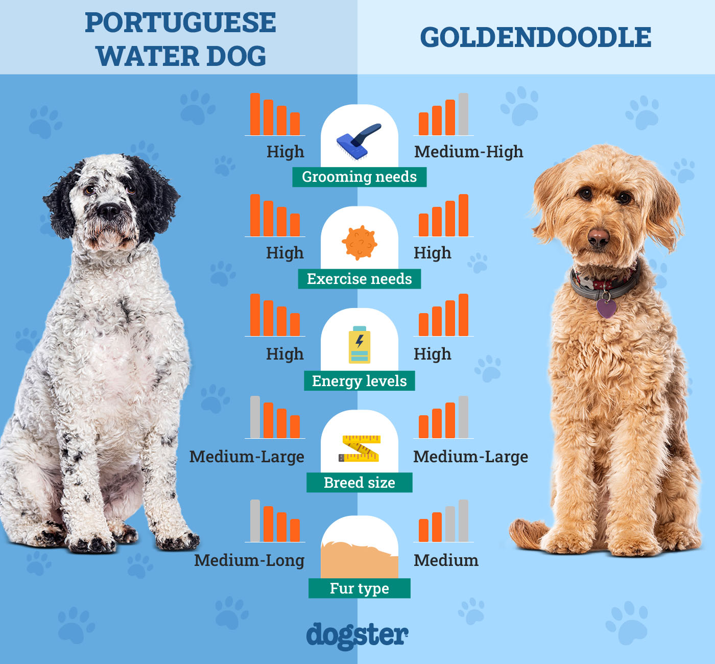 Dogster_Side by Side Comparison_ Portuguese Water Dog vs Goldendoodle