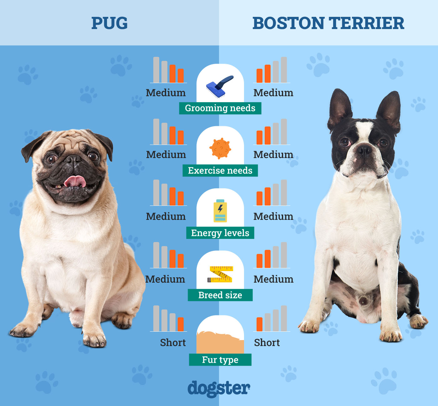 Dogster_Side by Side Comparison_ Pug vs Boston Terrier