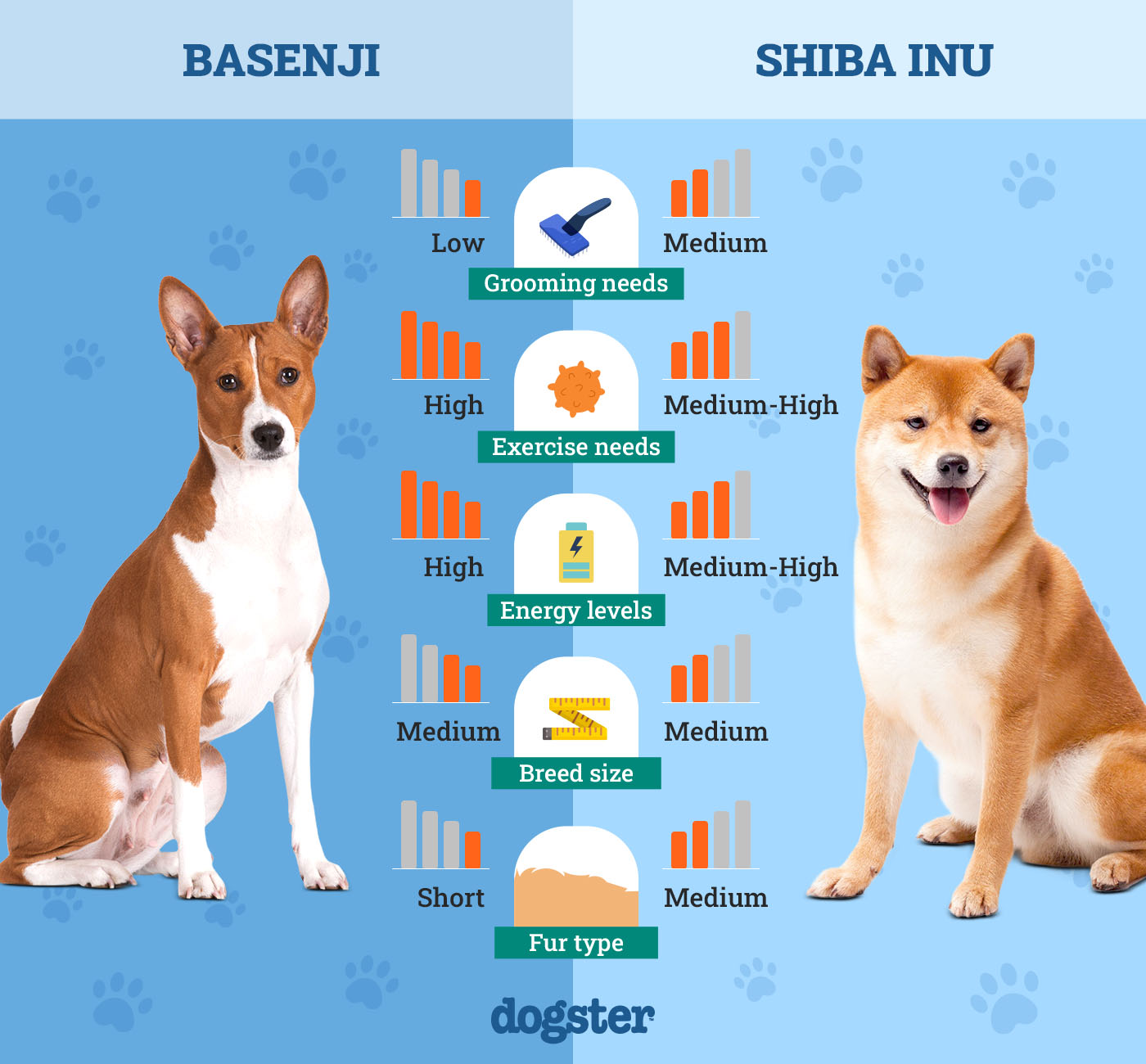 Dogster_Side by Side Comparison_Basenji vs Shiba Inu