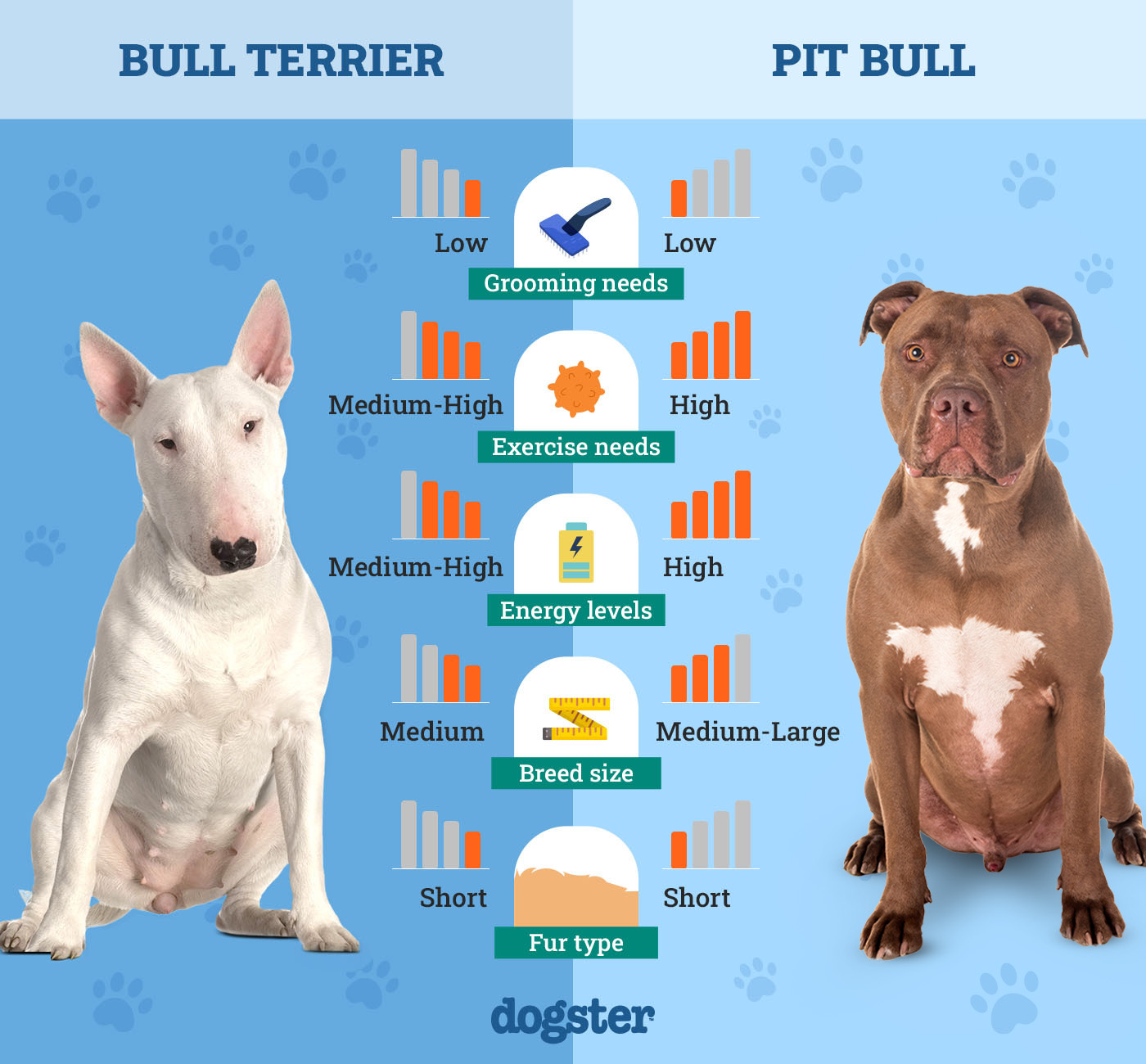 Dogster_Side by Side Comparison_Bull Terrier vs Pit Bull