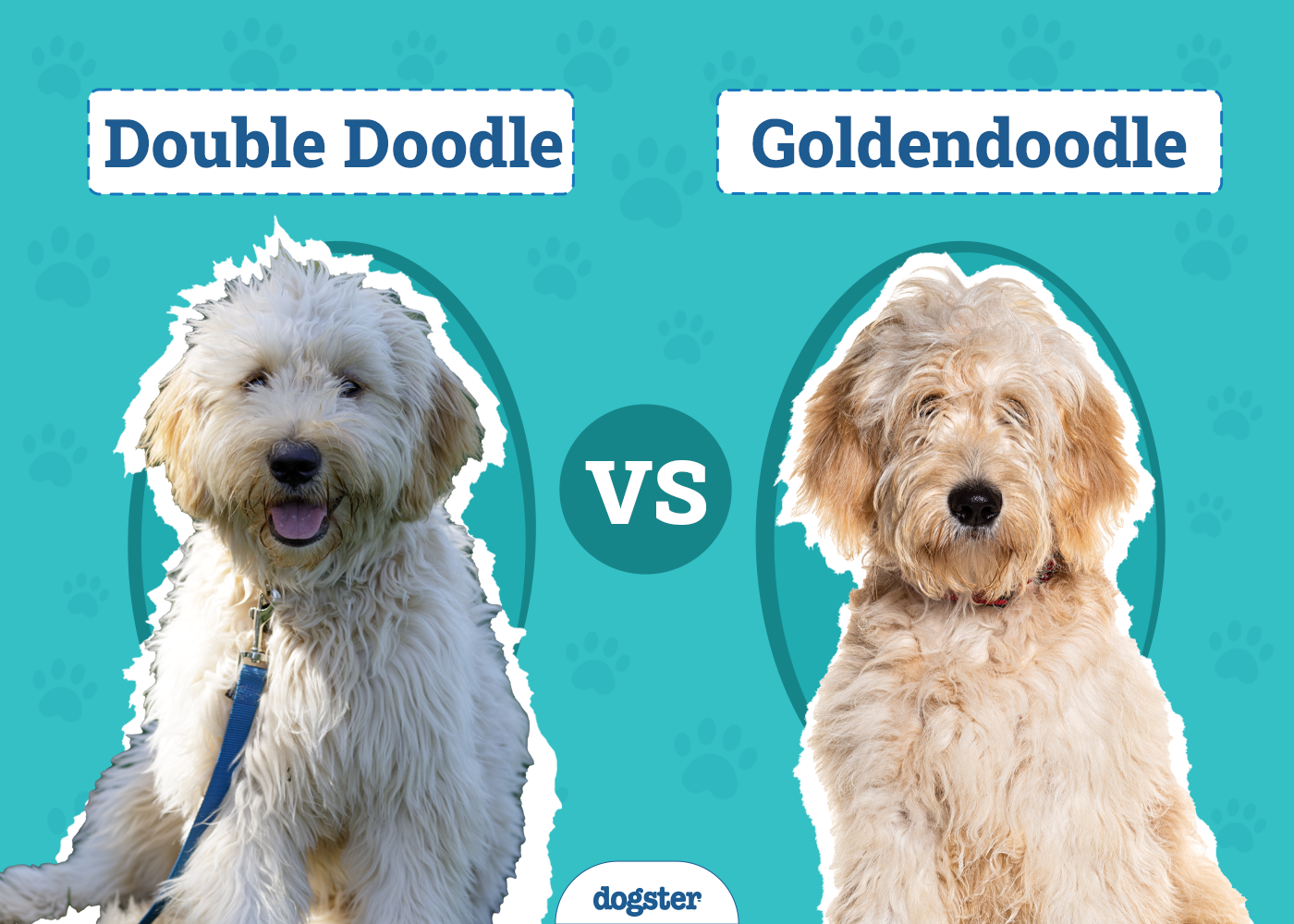 Double Doodle vs. Goldendoodle