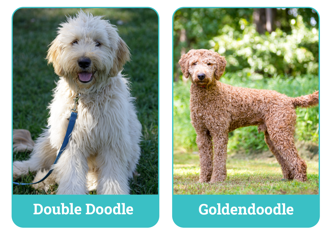 Double Doodle vs. Goldendoodle
