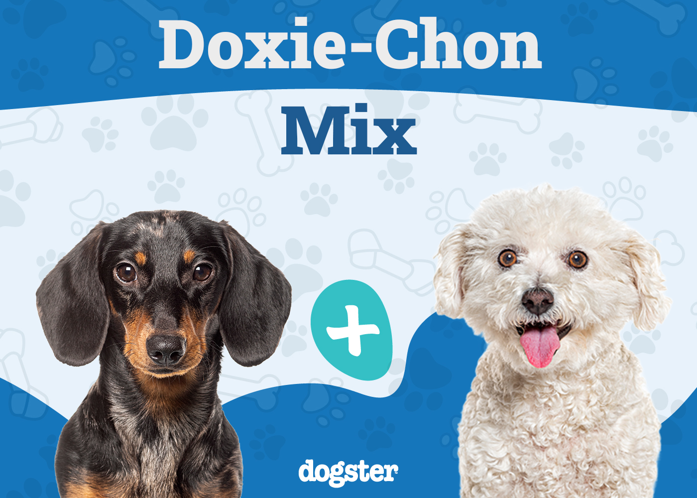 Doxie-Chon - Dachshund Bichon Mix