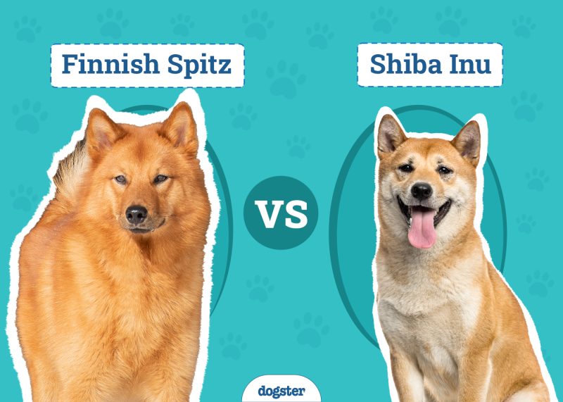 Finnish Spitz vs Shiba Inu