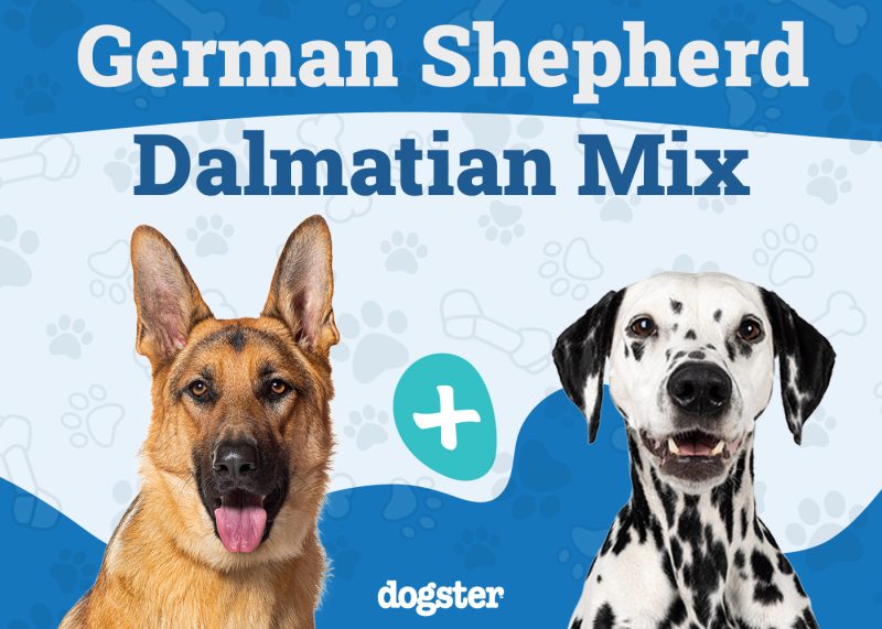German Shepherd Dalmatian Mix