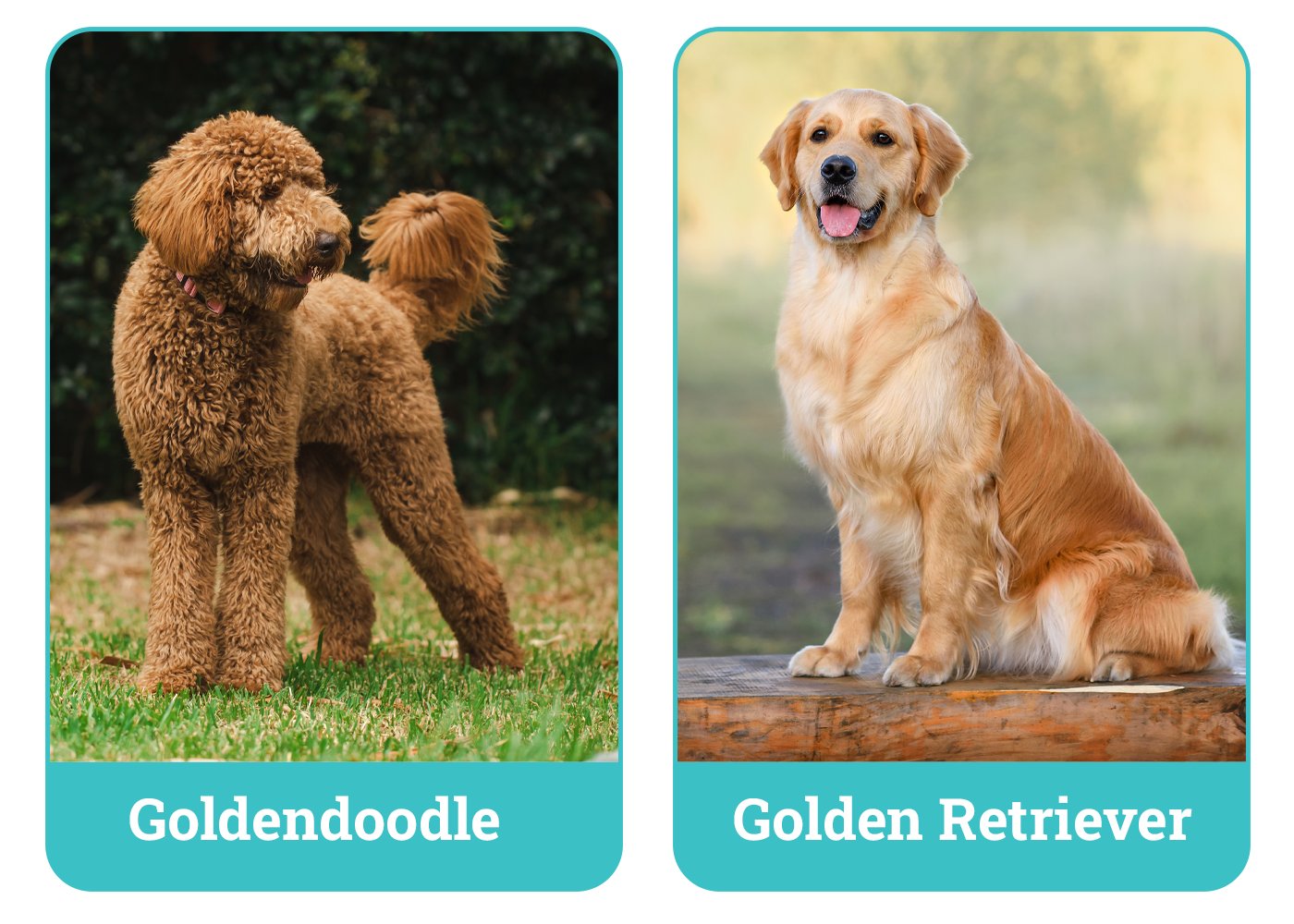 Goldendoodle vs Golden Retriever