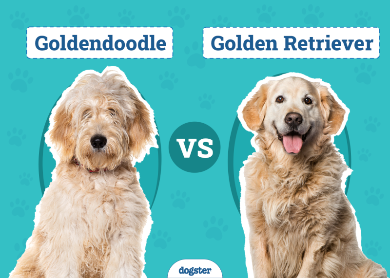 Goldendoodle vs Golden Retriever
