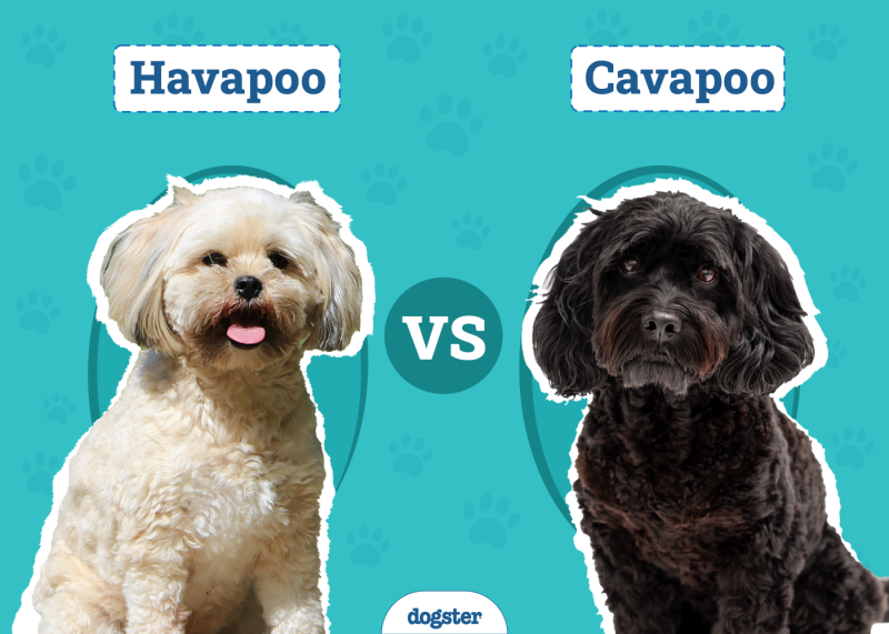 Havapoo vs. Cavapoo