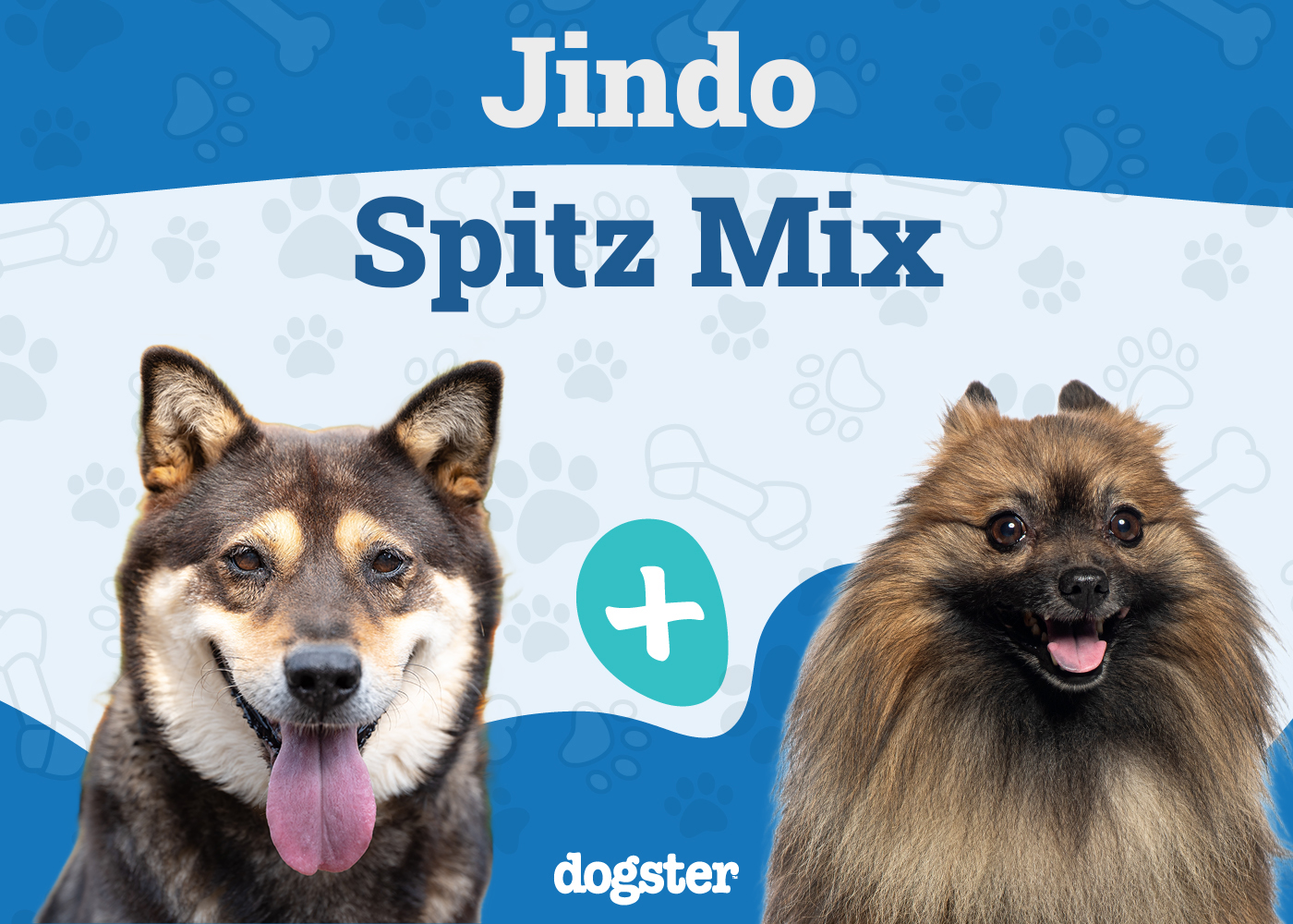 Jindo Spitz Mix