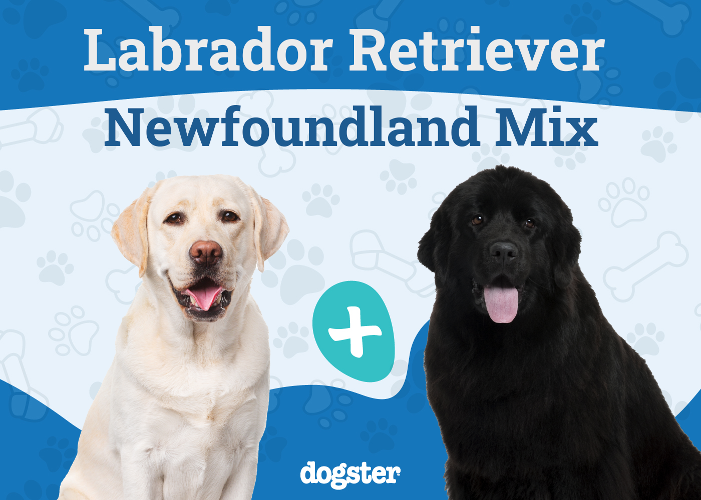 Lab Newfie Mix