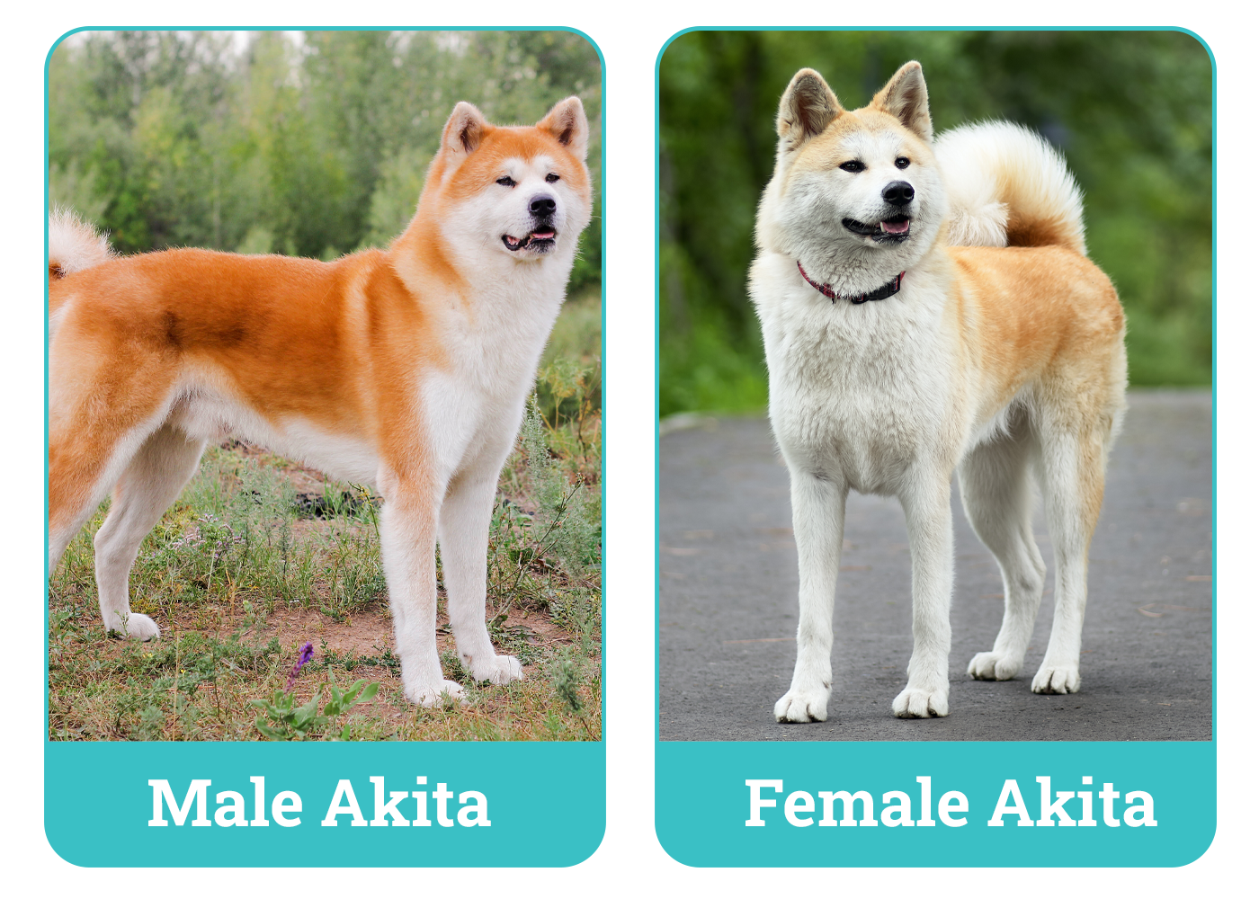 Male vs Female Akita