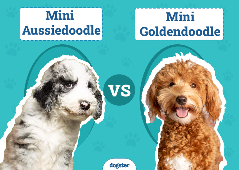Mini Aussiedoodle vs. Mini Goldendoodle