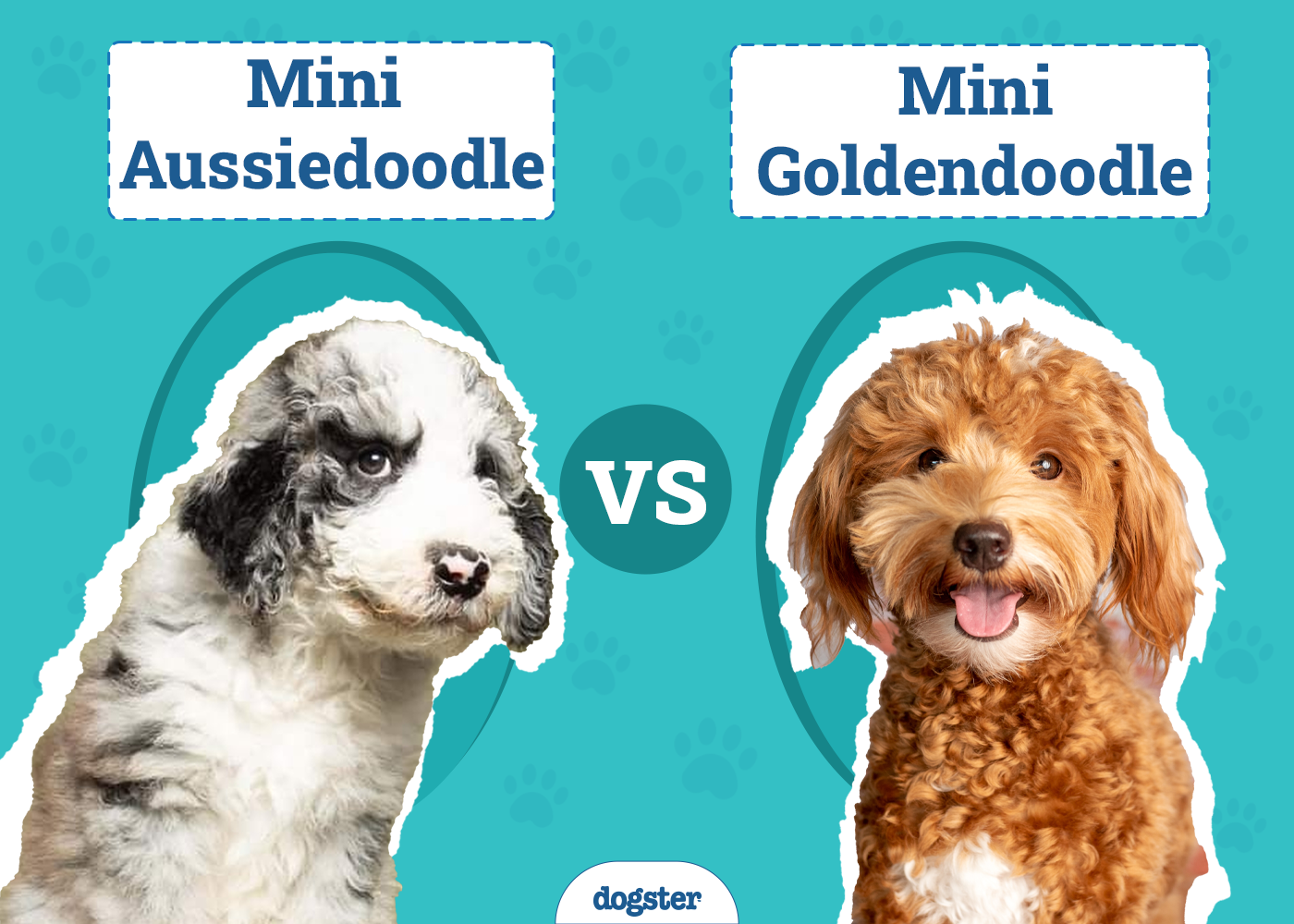 Mini Aussiedoodle vs. Mini Goldendoodle