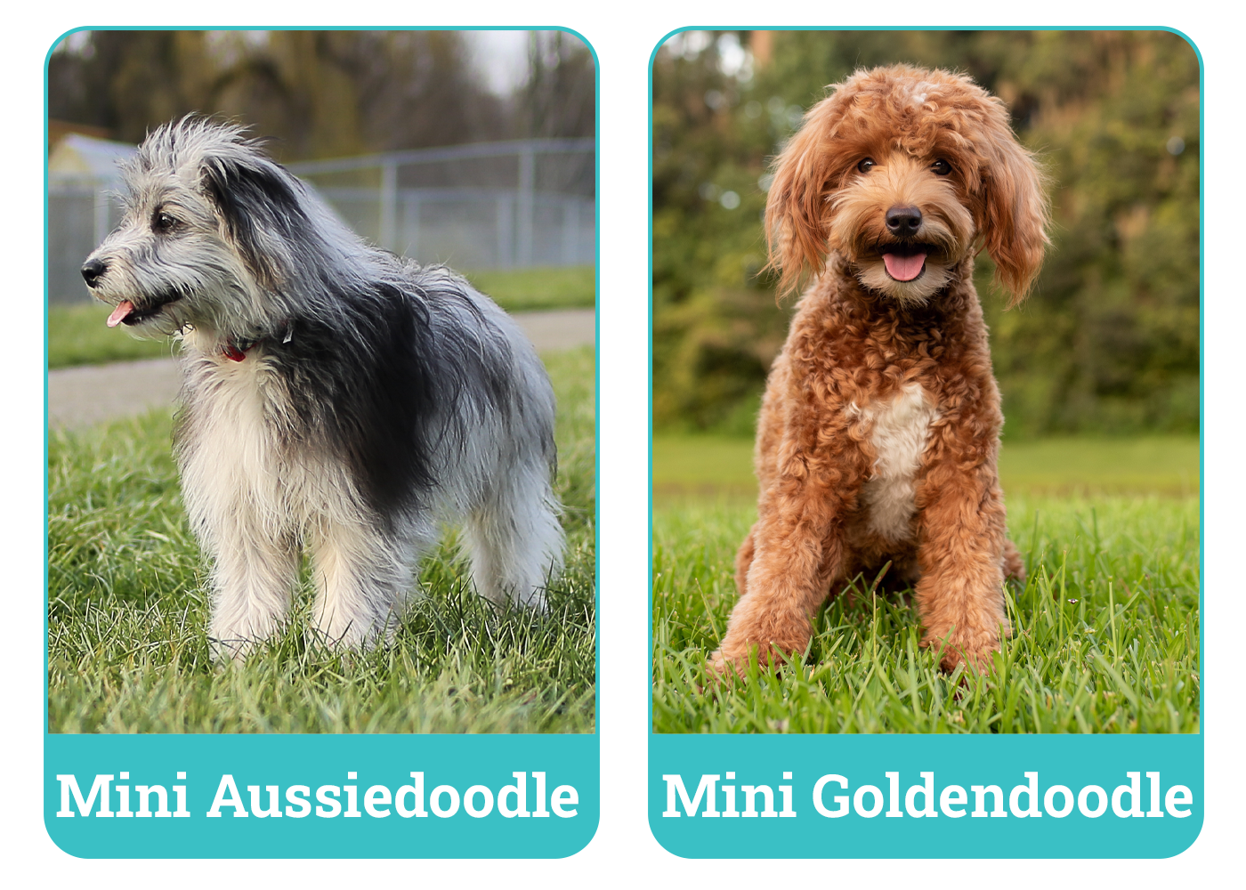 Mini Aussiedoodle vs. Mini Goldendoodle