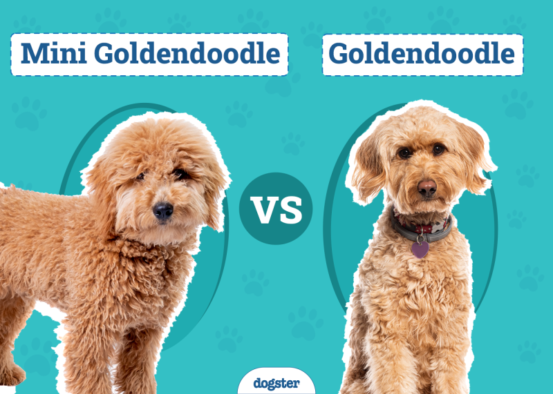 Mini Goldendoodle vs Goldendoodle