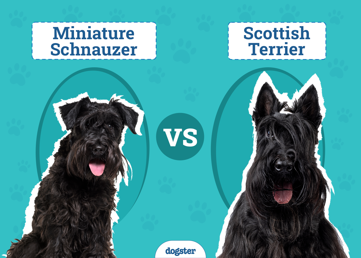Miniature Schnauzer vs. Scottish Terrier