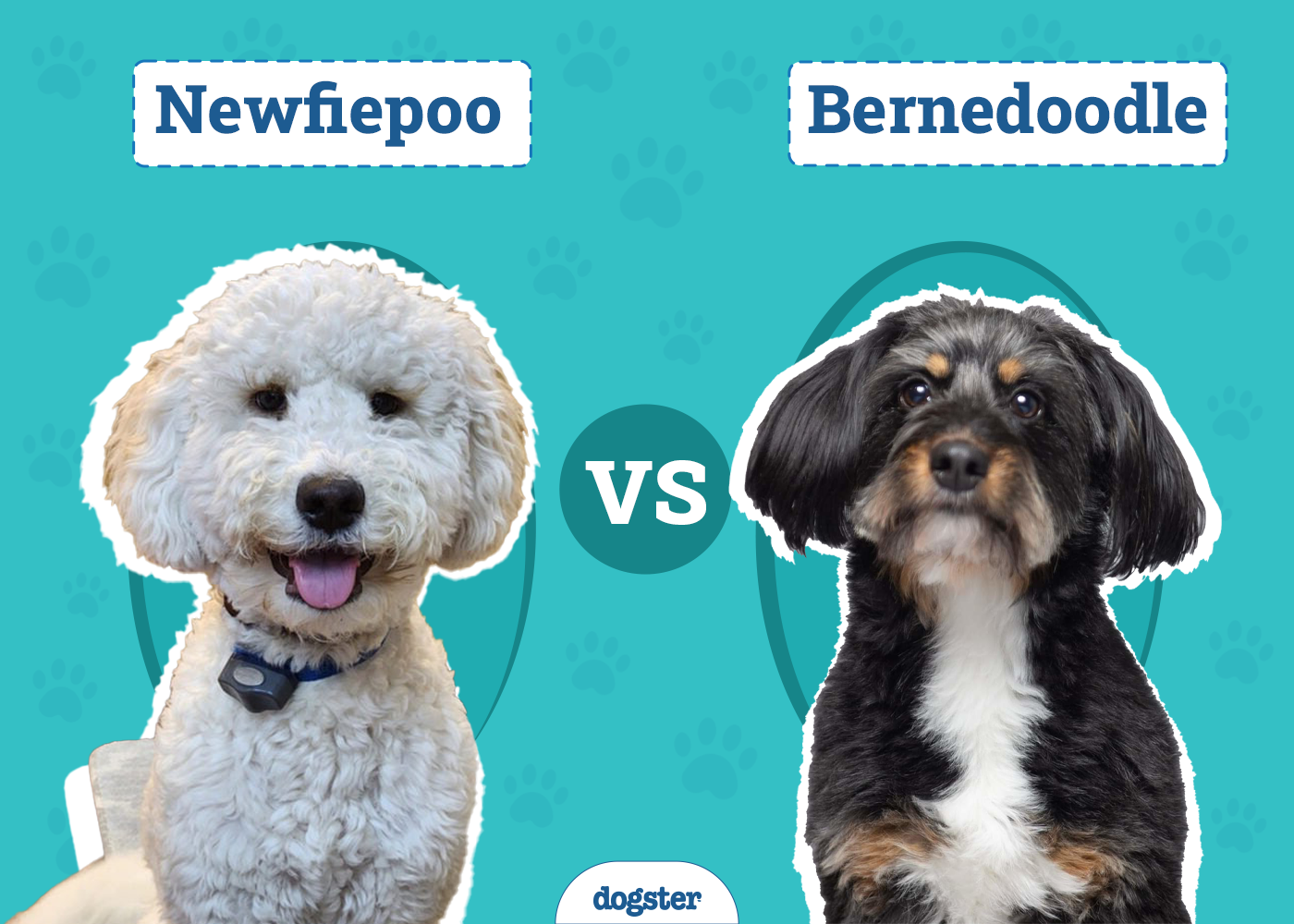 Newfiepoo vs Bernedoodle