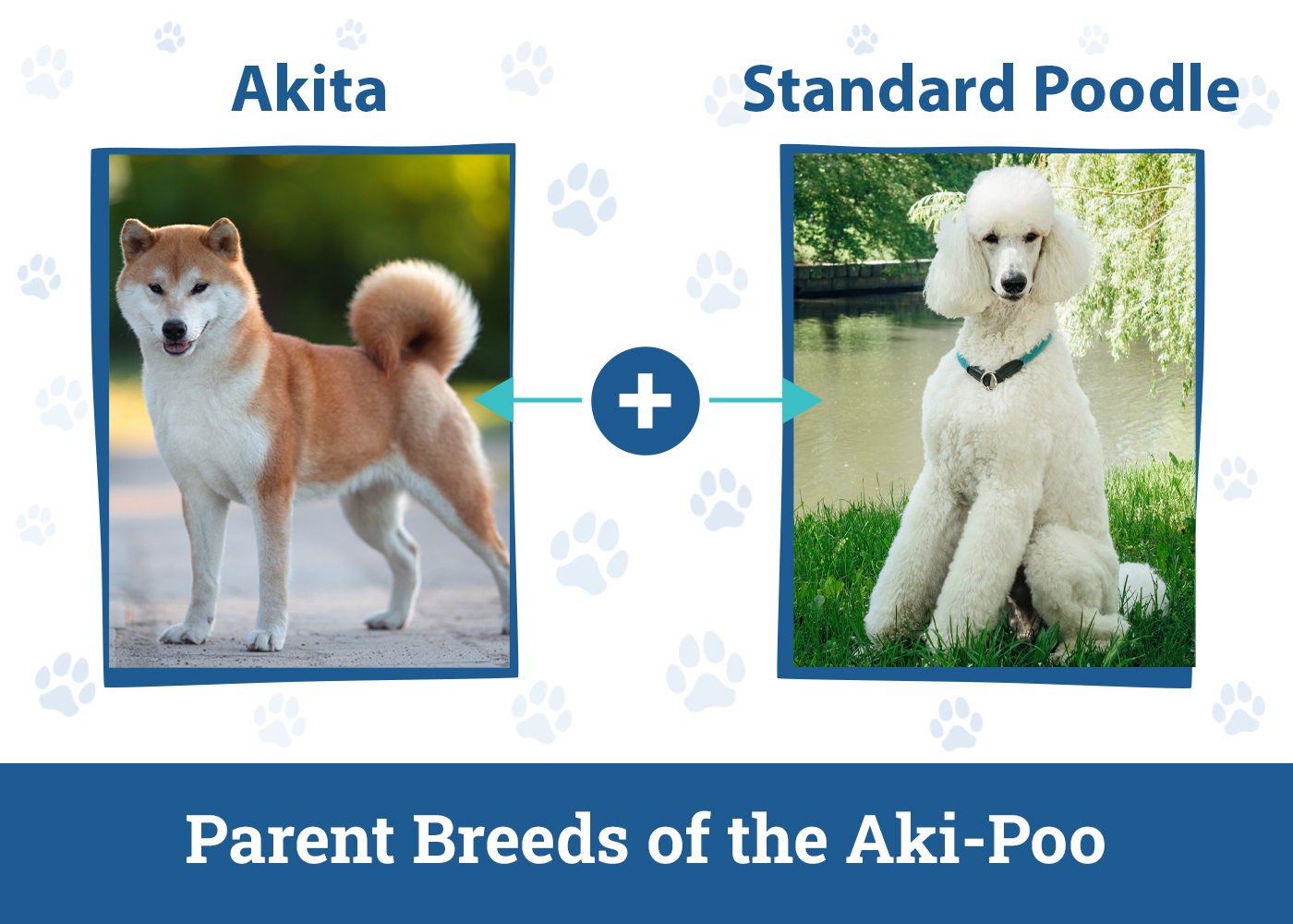 Parent Breeds of the Aki-Poo