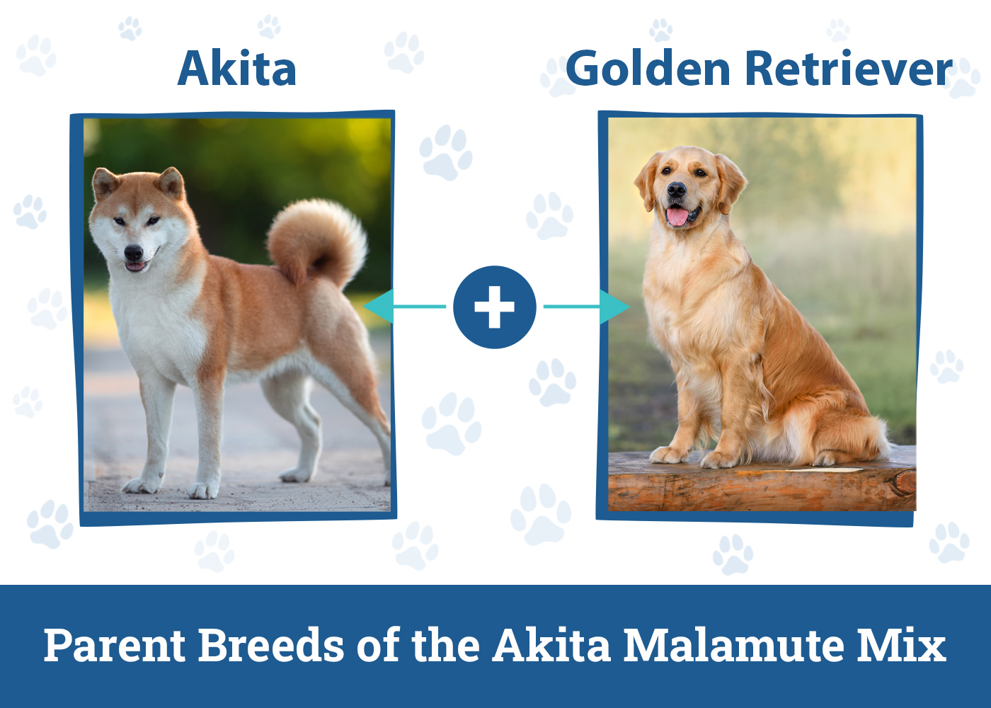 Parent Breeds of the Akita Malamute Mix